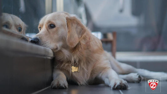 Affordable Pet Safety: Breaking Down Barriers for Responsible Ownership