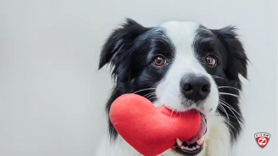 Celebrating the Unconditional Love: A Tribute to Pet Lovers