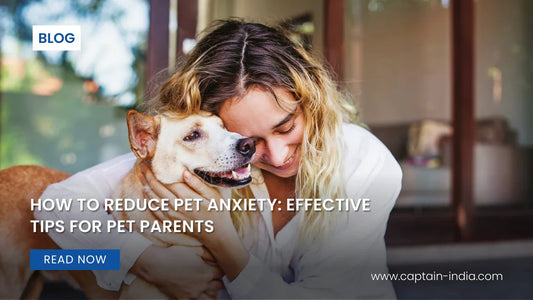 How to Reduce Pet Anxiety: Effective Tips for Pet Parents