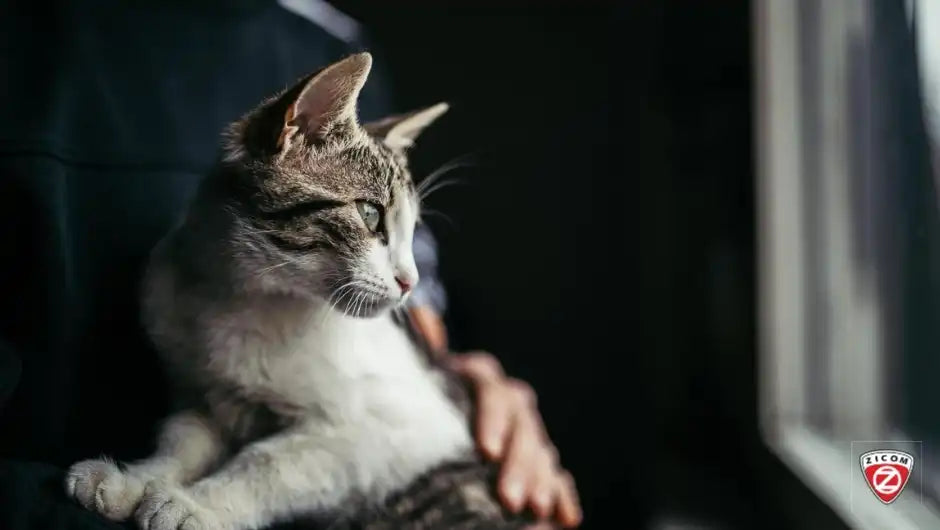 Pet Safety Tips for Traveling: Ensuring Security on the Go
