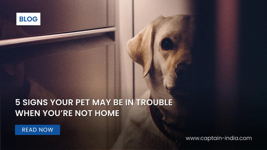 5 Signs Your Pet May Be in Trouble When You’re Not Home