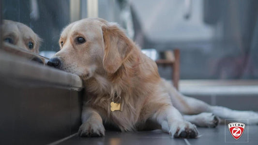 Affordable Pet Safety: Breaking Down Barriers for Responsible Ownership - Captain India