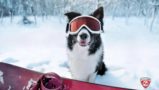 Beyond GPS: Exploring Innovative Pet Safety Solutions - Captain India