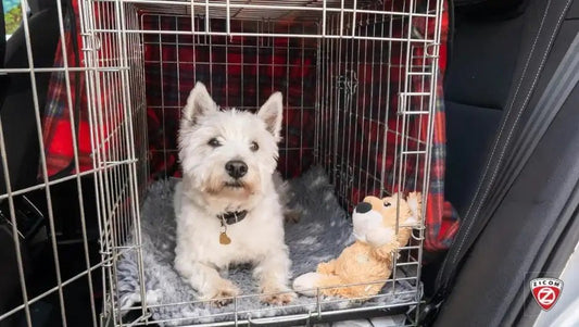 Captain India's Guide to Choosing the Right GPS Tracker for Your Pet - Captain India