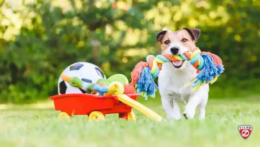 Creating a Pet-Friendly Home: Design Tips and Ideas - Captain India