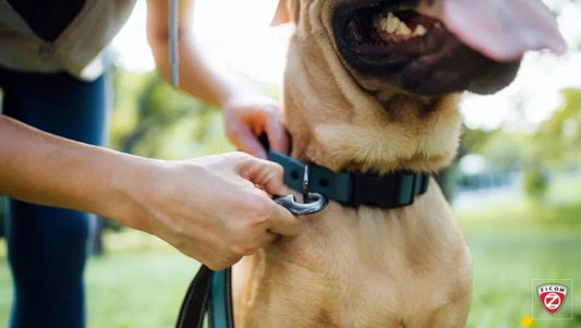 Creating a Safe Home Environment for Pets - Captain India