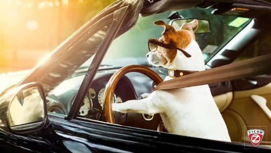 Empowering Pet Owners: The Importance of Education in Pet Safety - Captain India