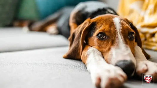 Pet-Friendly Travel Destinations: Exploring the World with Your Furry Companion - Captain India