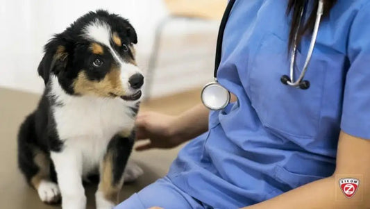 Pet-Friendly Workplaces: Enhancing Employee Well-Being and Productivity - Captain India