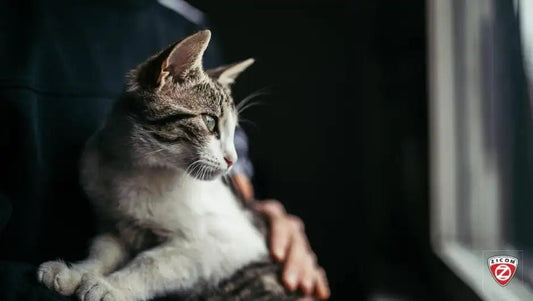 Pet Safety Tips for Traveling: Ensuring Security on the Go - Captain India