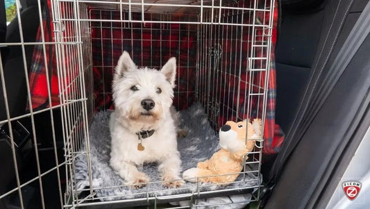 Real-Time Pet Tracking: Why Every Pet Owner Needs a GPS Tracker - Captain India