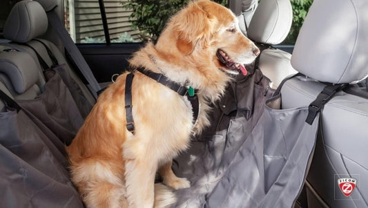 The Art of Communicating with Your Pet: Understanding Their Language and Behavior - Captain India