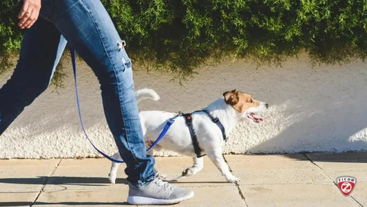 The Benefits of Pet Ownership for Seniors: Improving Quality of Life - Captain India