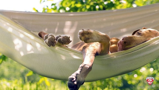 The Benefits of Regular Exercise for Pets: Keeping Them Healthy and Happy - Captain India