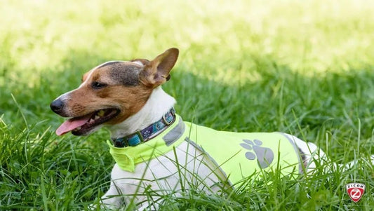 The Impact of Regular Veterinary Check-Ups on Pet Safety - Captain India