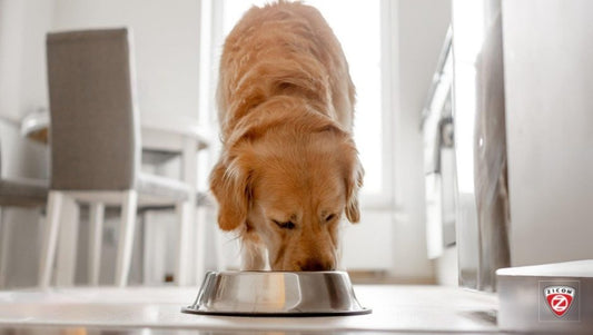 The Importance of Dental Care for Pets: Ensuring Healthy Teeth and Gums - Captain India