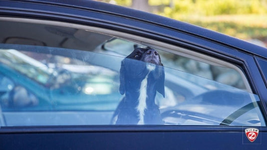 The Importance of Mental Stimulation for Pets: Enriching Their Lives - Captain India