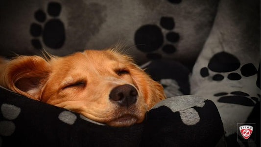 The Joy of Adopting a Senior Pet: Why Older Pets Make Wonderful Companions - Captain India