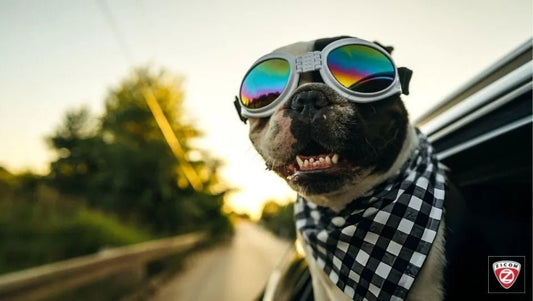 The Role of Nutrition in Pet Safety and Wellbeing - Captain India