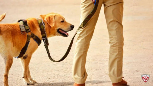 Understanding Pet Body Language for Better Safety - Captain India
