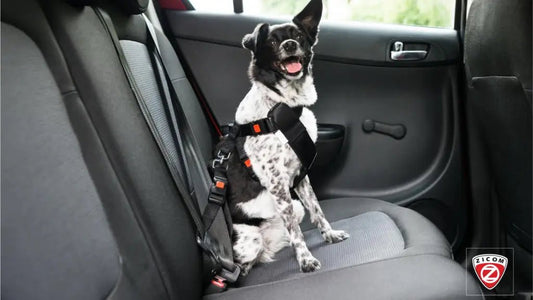 Unlocking Safety: The Best Pet Trackers and GPS Dog Collars for 2024 - Captain India