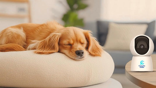 Designing a Pet-Friendly Home: Practical Tips and Inspirational Ideas ... - Pet Friendly Home Design Ideas With Multiple Small Pets