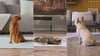 YumShare Solo With Camera Smart Pet Feeder